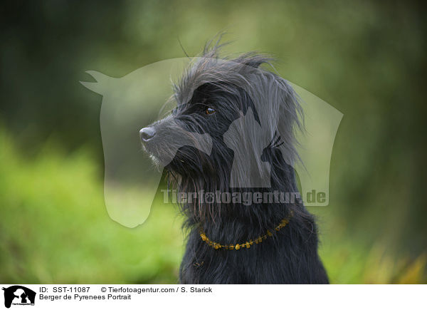 Berger de Pyrenees Portrait / Berger de Pyrenees Portrait / SST-11087