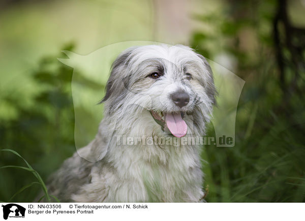 Berger de Pyrenees Portrait / Berger de Pyrenees Portrait / NN-03506