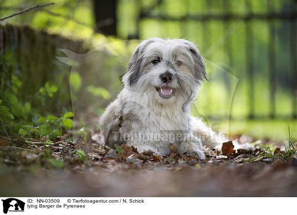 liegender Berger de Pyrenees / lying Berger de Pyrenees / NN-03509