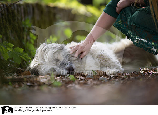 Berger de Pyrenees wird gestreichelt / fondling a Berger de Pyrenees / NN-03510