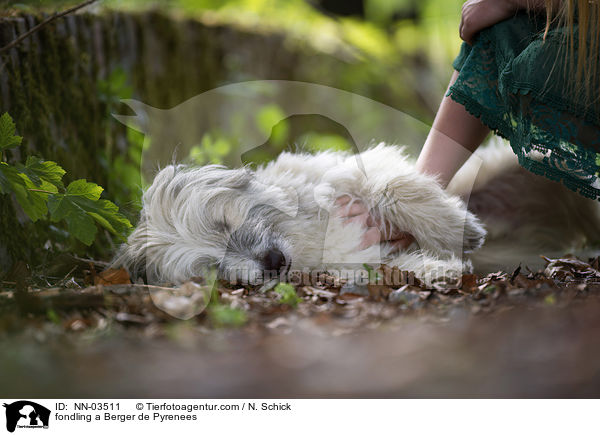 fondling a Berger de Pyrenees / NN-03511
