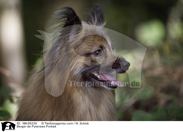 Berger de Pyrenees Kopf / Berger de Pyrenees Portrait / NN-06239