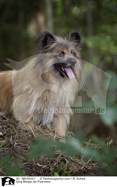 liegender Berger de Pyrenees / lying Berger de Pyrenees / NN-06241