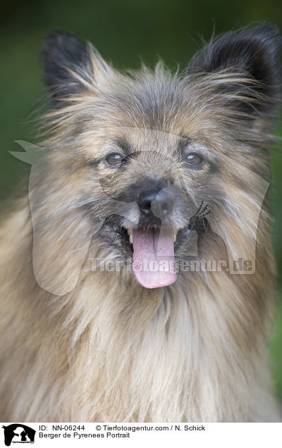 Berger de Pyrenees Portrait / NN-06244