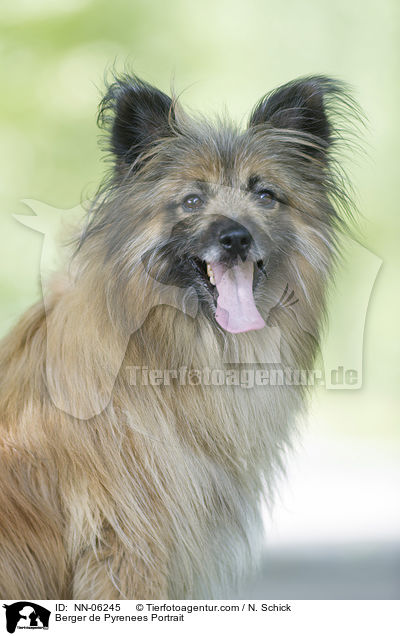 Berger de Pyrenees Kopf / Berger de Pyrenees Portrait / NN-06245