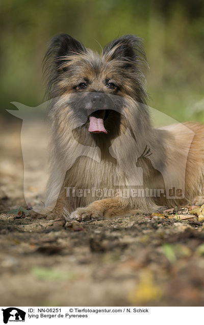 liegender Berger de Pyrenees / lying Berger de Pyrenees / NN-06251