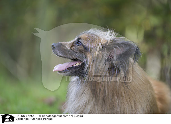 Berger de Pyrenees Kopf / Berger de Pyrenees Portrait / NN-06255