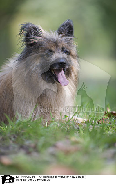liegender Berger de Pyrenees / lying Berger de Pyrenees / NN-06256