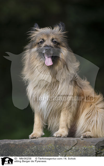 sitzender Berger de Pyrenees / sitting Berger de Pyrenees / NN-06258