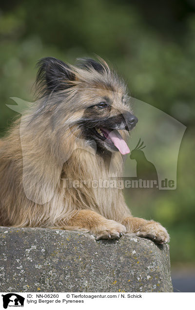 liegender Berger de Pyrenees / lying Berger de Pyrenees / NN-06260
