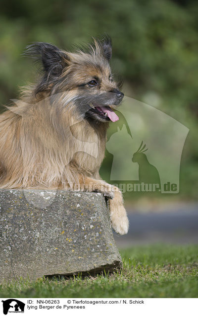liegender Berger de Pyrenees / lying Berger de Pyrenees / NN-06263