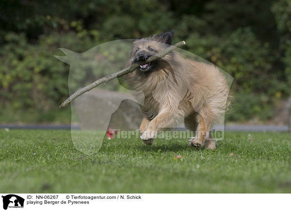 playing Berger de Pyrenees / NN-06267