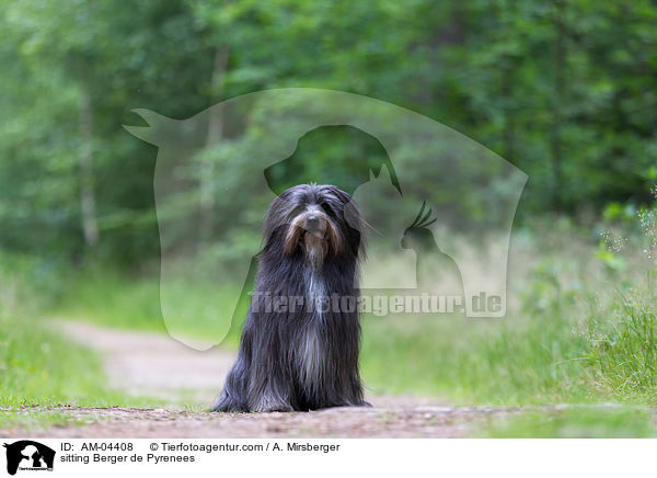 sitzender Berger de Pyrenees / sitting Berger de Pyrenees / AM-04408