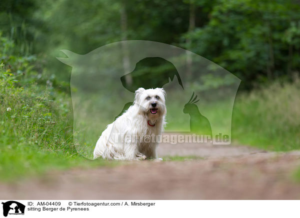 sitzender Berger de Pyrenees / sitting Berger de Pyrenees / AM-04409