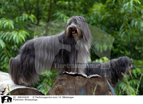 Berger de Pyrenees / Pyrenean Sheepdogs / AM-04420