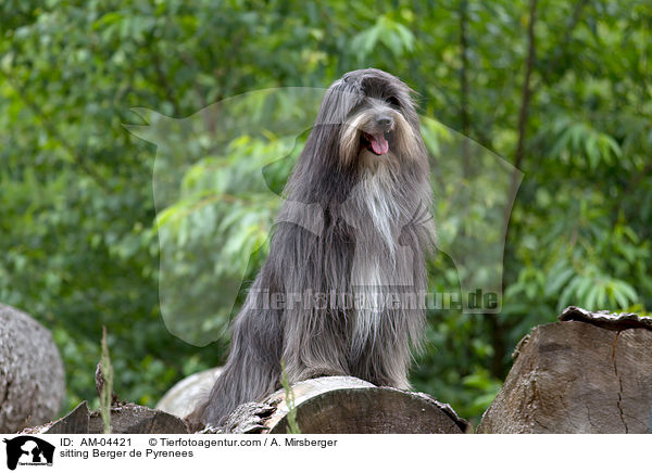sitzender Berger de Pyrenees / sitting Berger de Pyrenees / AM-04421