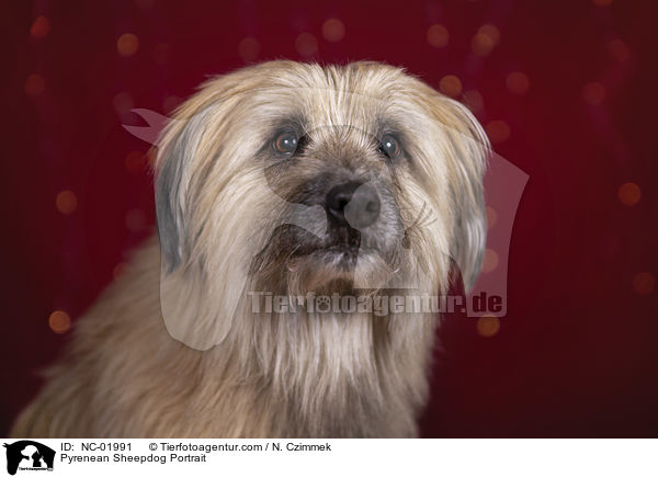 Berger de Pyrenees Portrait / Pyrenean Sheepdog Portrait / NC-01991