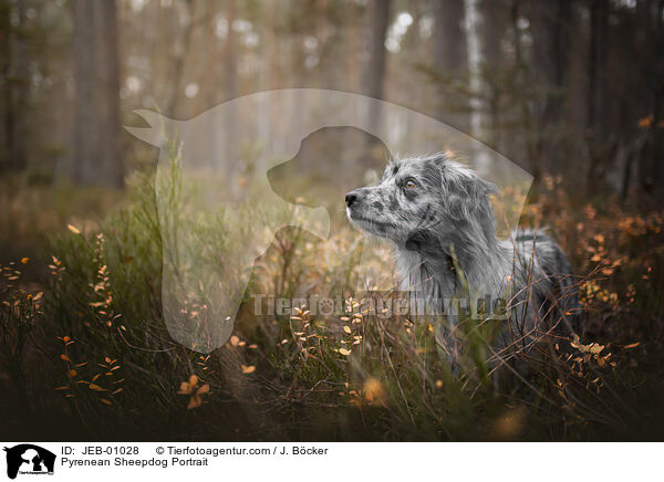 Berger de Pyrenees Portrait / Pyrenean Sheepdog Portrait / JEB-01028