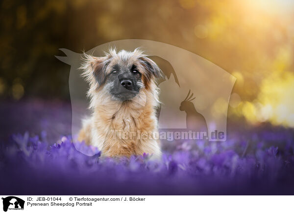 Berger de Pyrenees Portrait / Pyrenean Sheepdog Portrait / JEB-01044