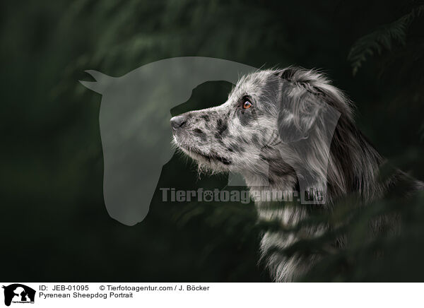 Berger de Pyrenees Portrait / Pyrenean Sheepdog Portrait / JEB-01095