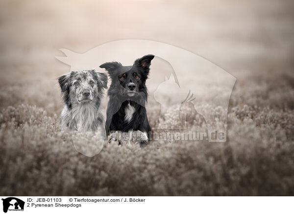 2 Berger de Pyrenees / 2 Pyrenean Sheepdogs / JEB-01103