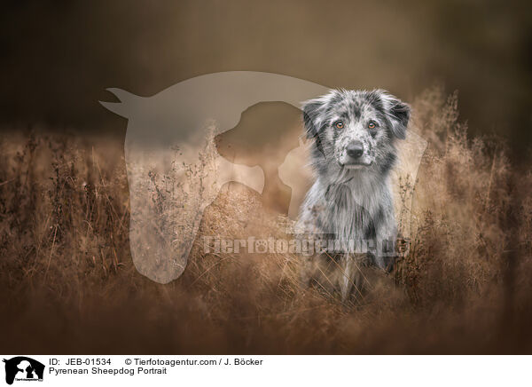 Berger de Pyrenees Portrait / Pyrenean Sheepdog Portrait / JEB-01534