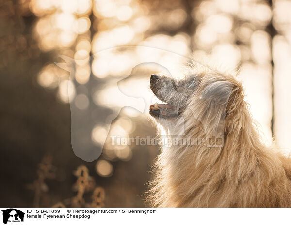 Berger de Pyrenees Hndin / female Pyrenean Sheepdog / SIB-01859