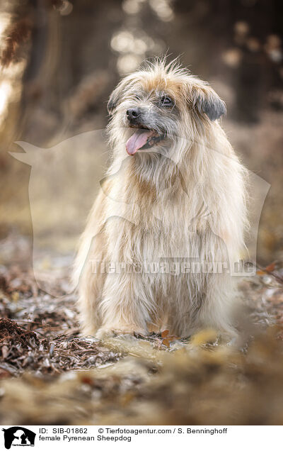 Berger de Pyrenees Hndin / female Pyrenean Sheepdog / SIB-01862