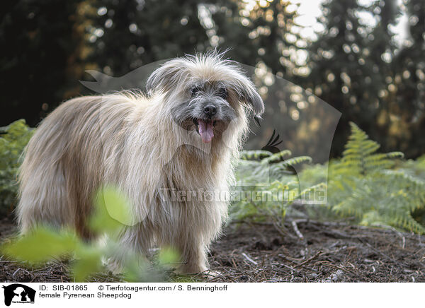 Berger de Pyrenees Hndin / female Pyrenean Sheepdog / SIB-01865