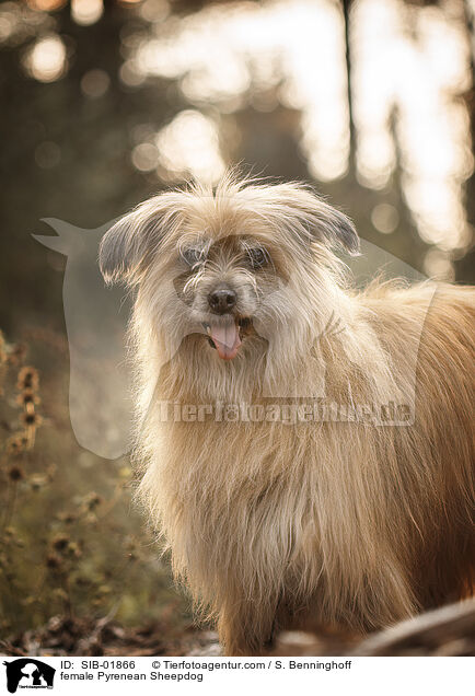 Berger de Pyrenees Hndin / female Pyrenean Sheepdog / SIB-01866