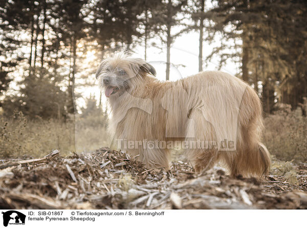 Berger de Pyrenees Hndin / female Pyrenean Sheepdog / SIB-01867