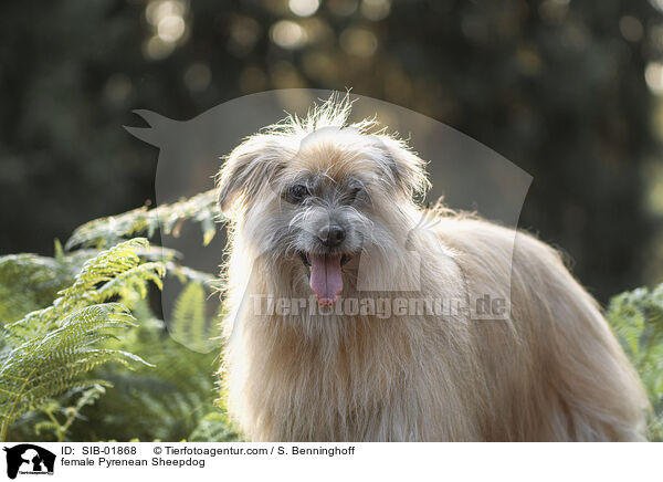 Berger de Pyrenees Hndin / female Pyrenean Sheepdog / SIB-01868