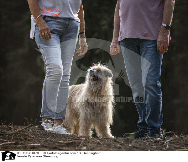 Berger de Pyrenees Hndin / female Pyrenean Sheepdog / SIB-01870