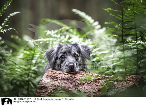 Berger de Pyrenees / Berger de Pyrenees / STS-01157