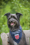 Berger de Pyrenees Portrait