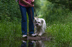 human and Pyrenean Sheepdog