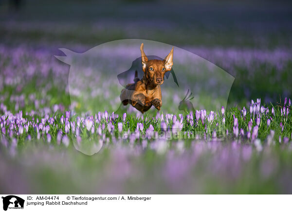 springender Kaninchendackel / jumping Rabbit Dachshund / AM-04474
