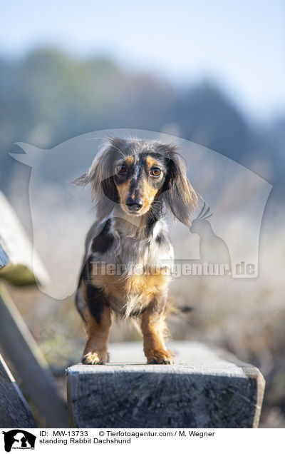 standing Rabbit Dachshund / MW-13733