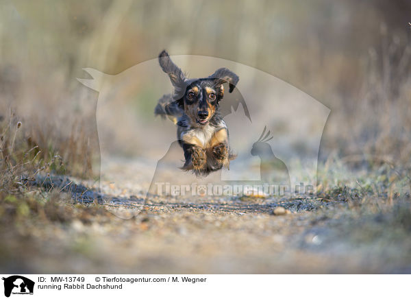 running Rabbit Dachshund / MW-13749