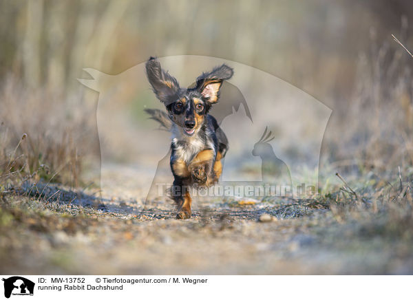 running Rabbit Dachshund / MW-13752