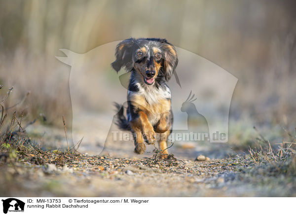 running Rabbit Dachshund / MW-13753