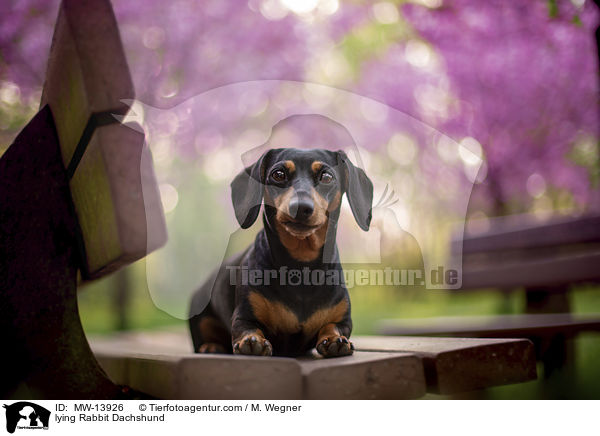 liegender Kaninchendackel / lying Rabbit Dachshund / MW-13926