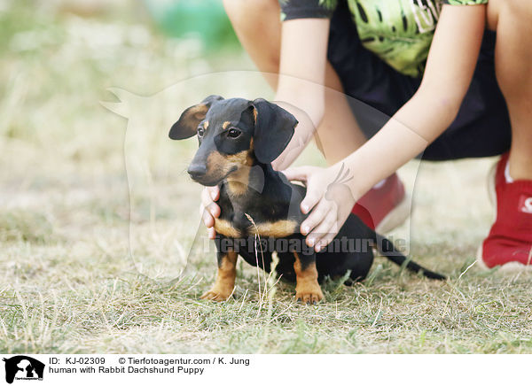 Mensch mit Kaninchendackel Welpe / human with Rabbit Dachshund Puppy / KJ-02309