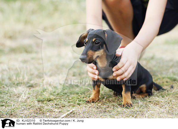 Mensch mit Kaninchendackel Welpe / human with Rabbit Dachshund Puppy / KJ-02310