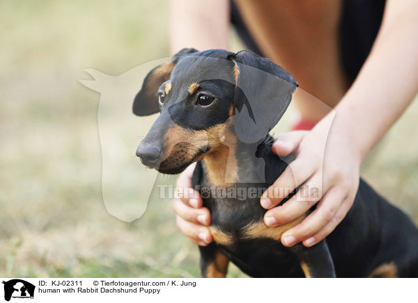 Mensch mit Kaninchendackel Welpe / human with Rabbit Dachshund Puppy / KJ-02311