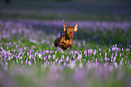 jumping Rabbit Dachshund