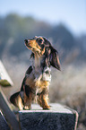 sitting Rabbit Dachshund
