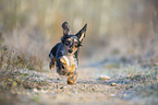 running Rabbit Dachshund