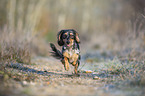 running Rabbit Dachshund