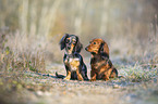 sitting Rabbit Dachshund
